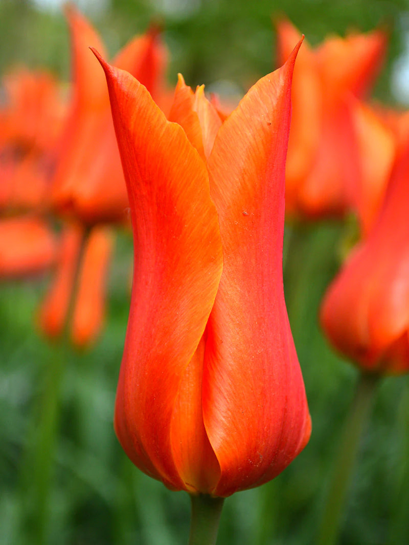 Tulip 'Ballerina' (12 Bulbs Per Pack)