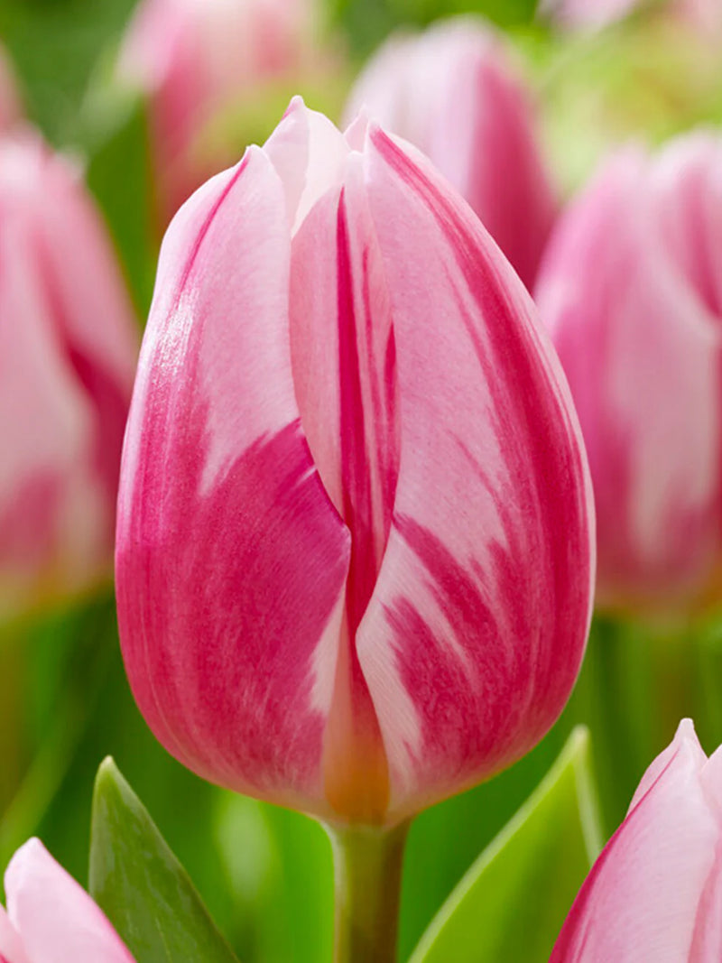 Tulip 'Bojangles' (6 Pack)