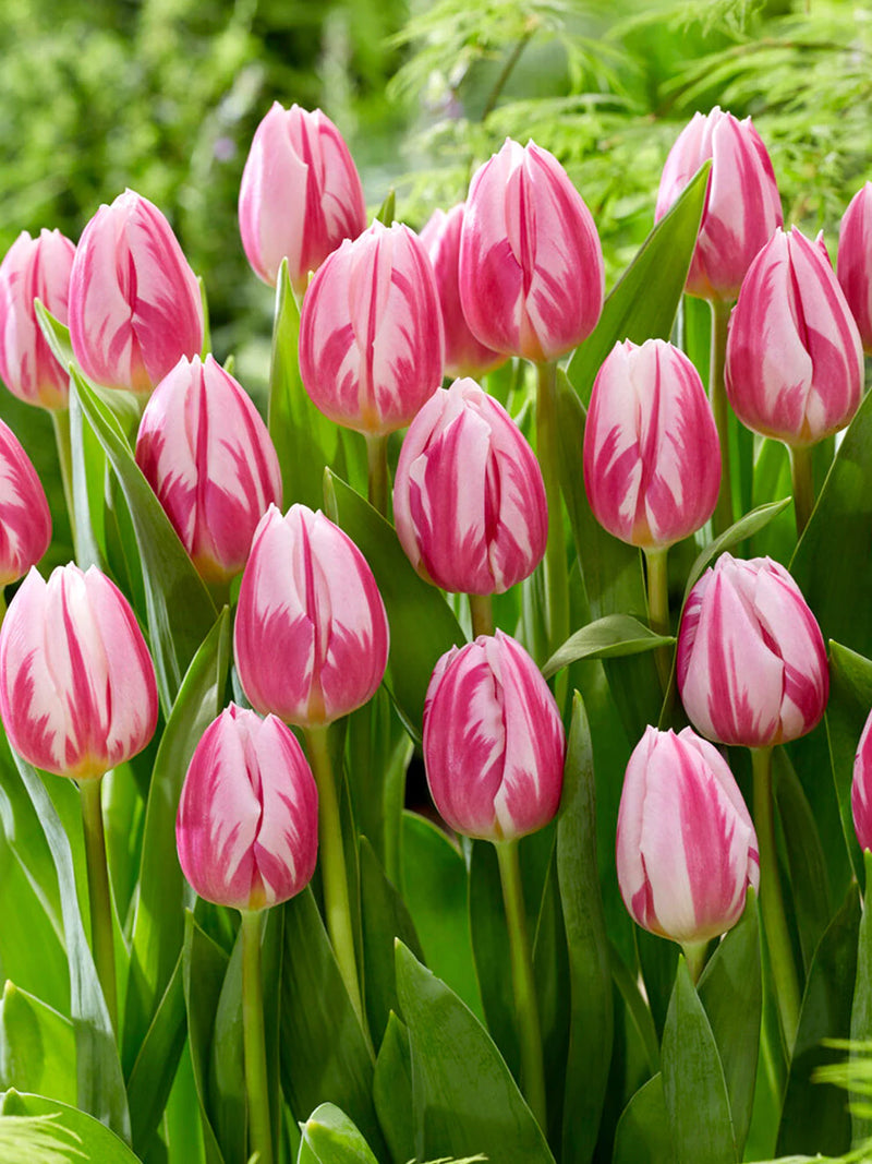 Tulip 'Bojangles' (6 Pack)