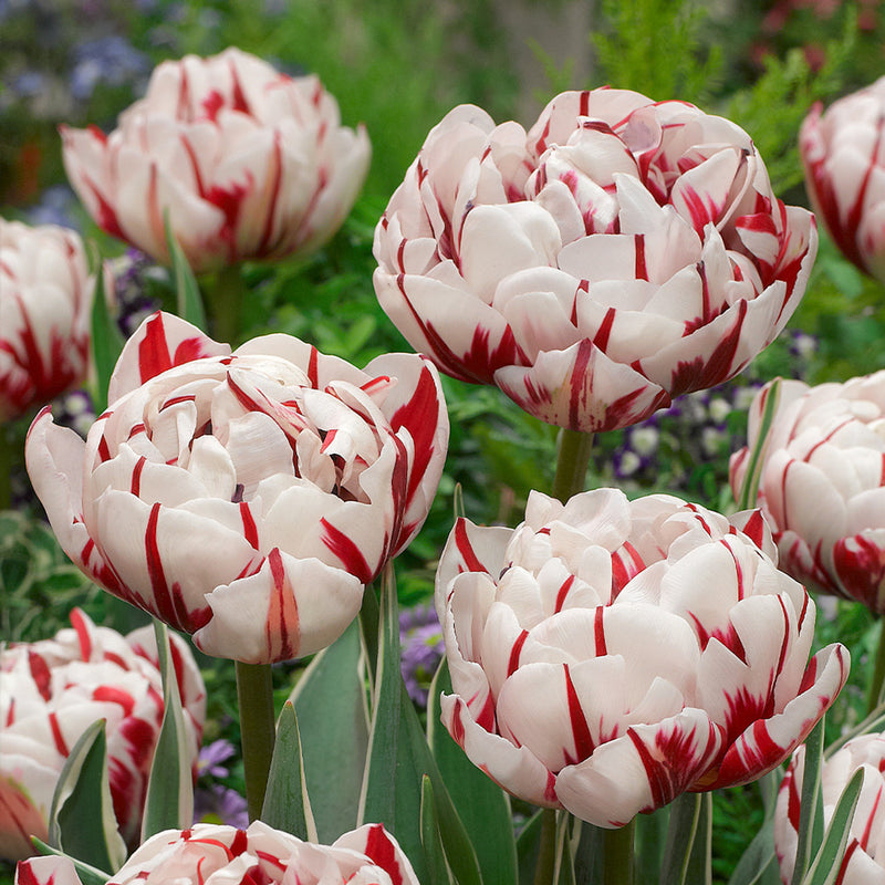 Tulip 'Carnaval De Nice' (5 Pack)
