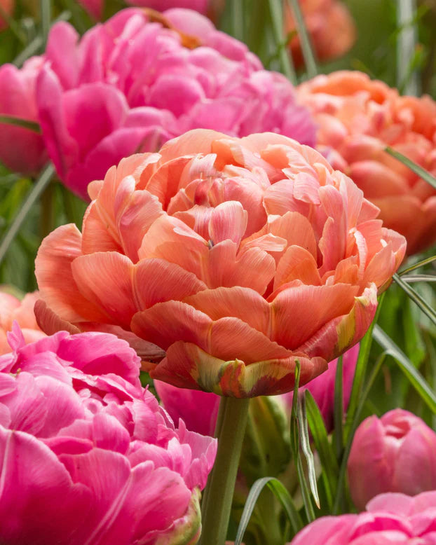 Tulip 'Copper Image' (6 Bulbs Per Pack)
