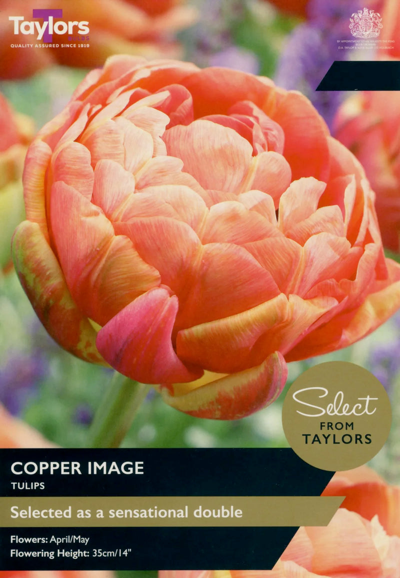 Tulip 'Copper Image' (6 Bulbs Per Pack)