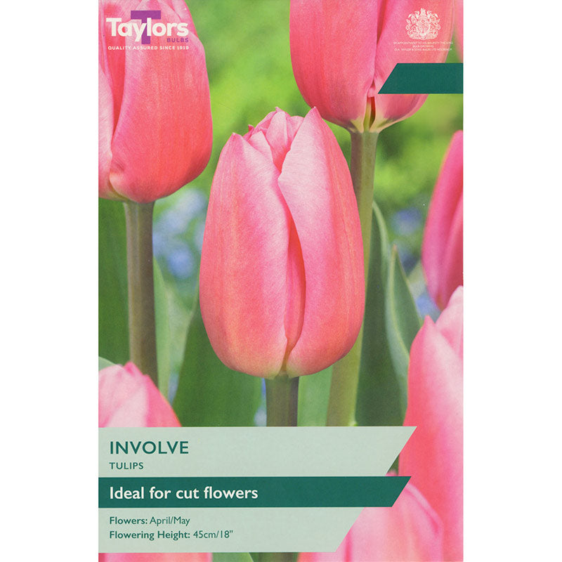 Tulip 'Involve' (7 Bulbs Per Pack)