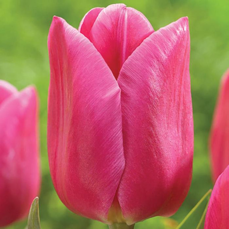 Tulip 'Involve' (7 Bulbs Per Pack)