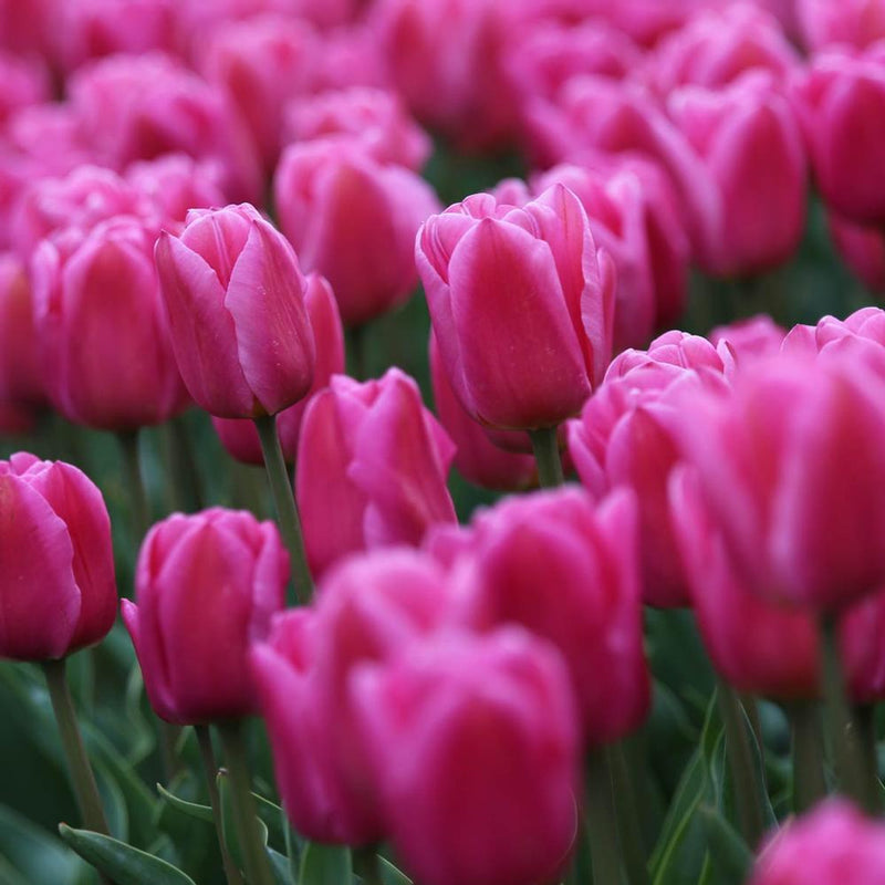 Tulip 'Involve' (7 Bulbs Per Pack)