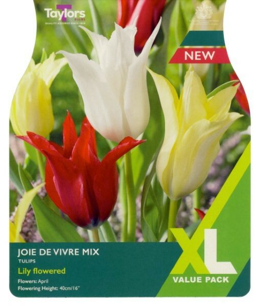 Tulip 'Joie De Vivre' Mix XL (12 Bulbs Per Pack)