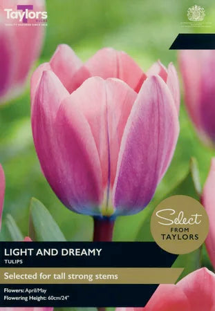 Tulip 'Light And Dreamy' (7 Bulbs Per Pack)