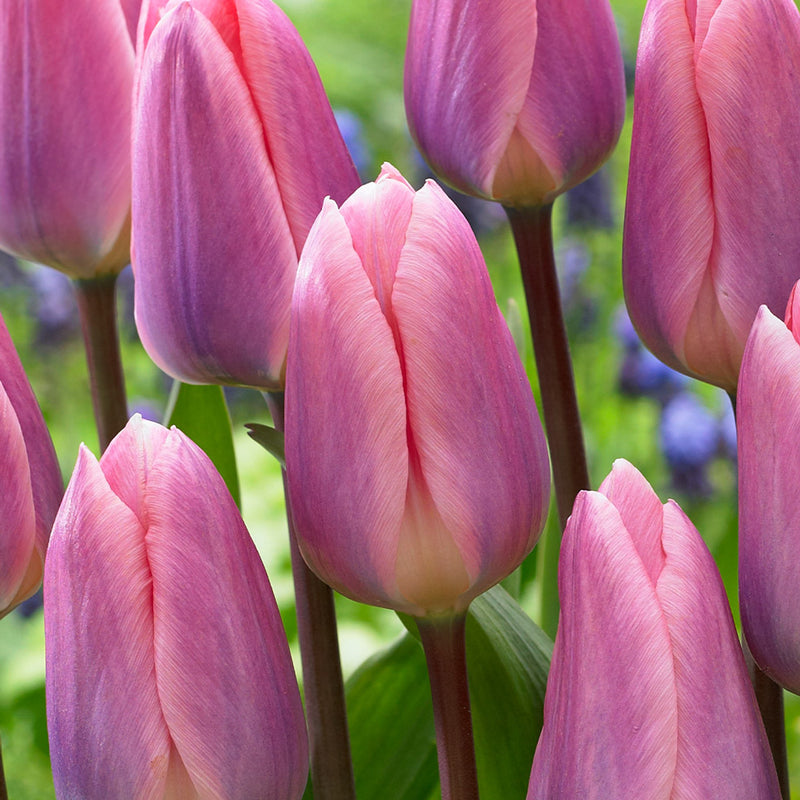 Tulip 'Light And Dreamy' (7 Bulbs Per Pack)