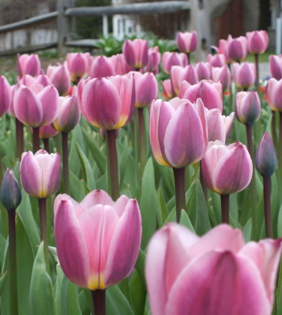 Tulip 'Light And Dreamy' (7 Bulbs Per Pack)