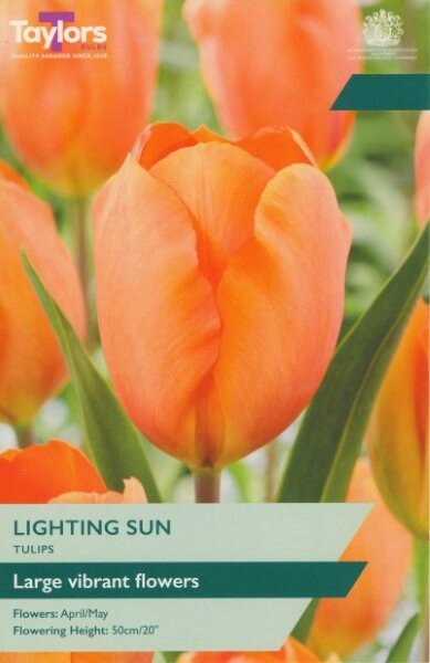 Tulip 'Lighting Sun' (6 Bulbs Per Pack)