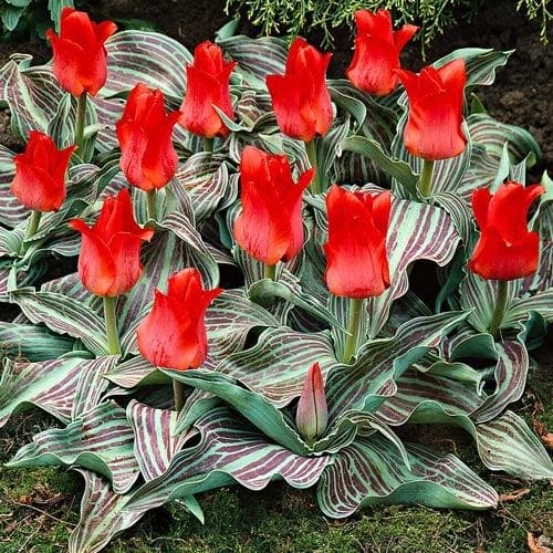 Tulip 'Little Red Riding Hood' (25 bulbs)