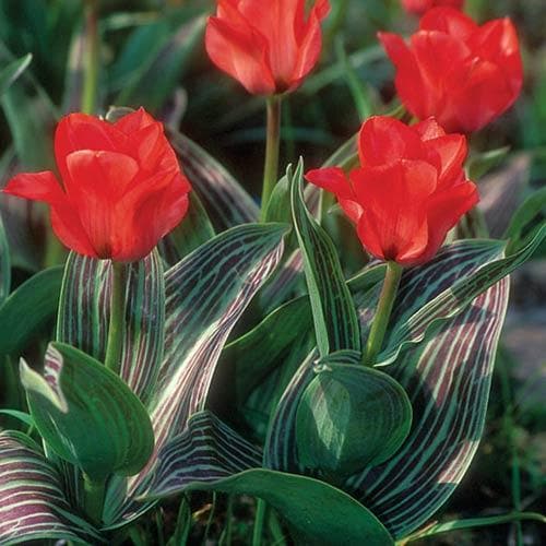 Tulip 'Little Red Riding Hood' (25 bulbs)