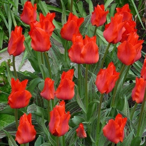 Tulip 'Little Red Riding Hood' (25 bulbs)