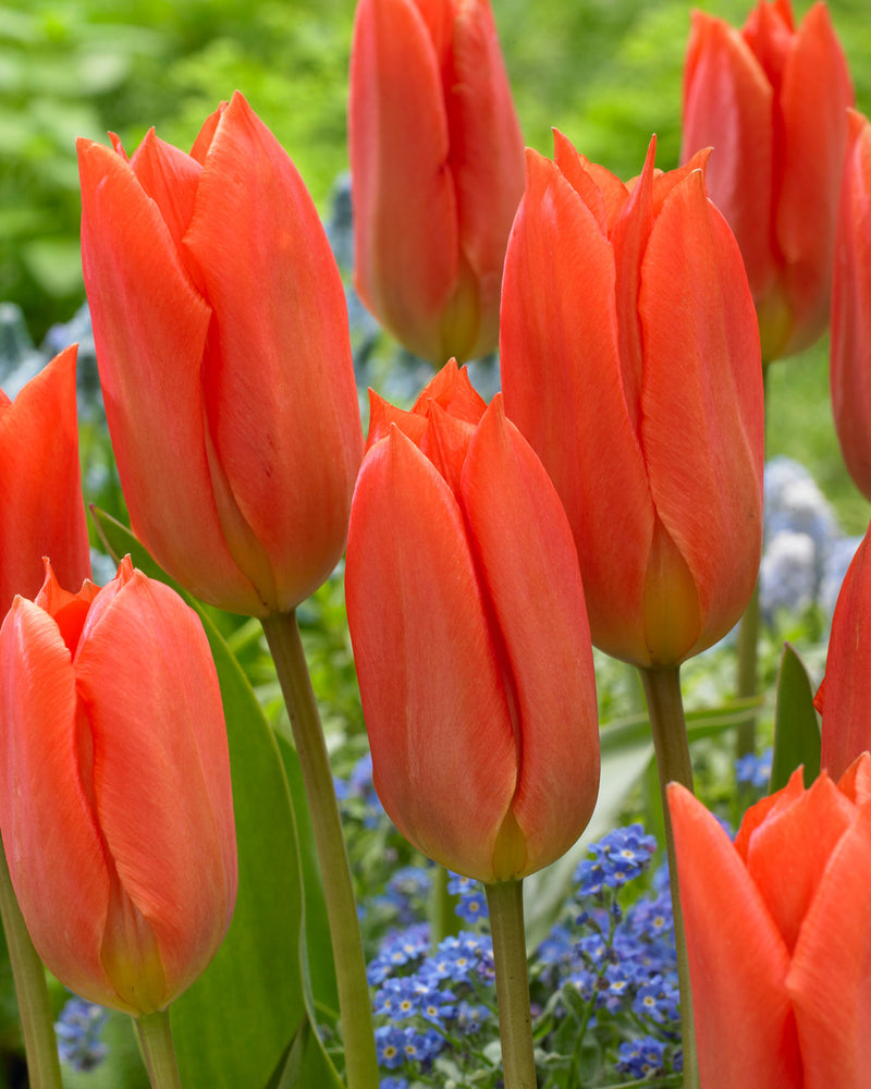 Tulip 'Orange Brilliant' Bulbs (9 pack)