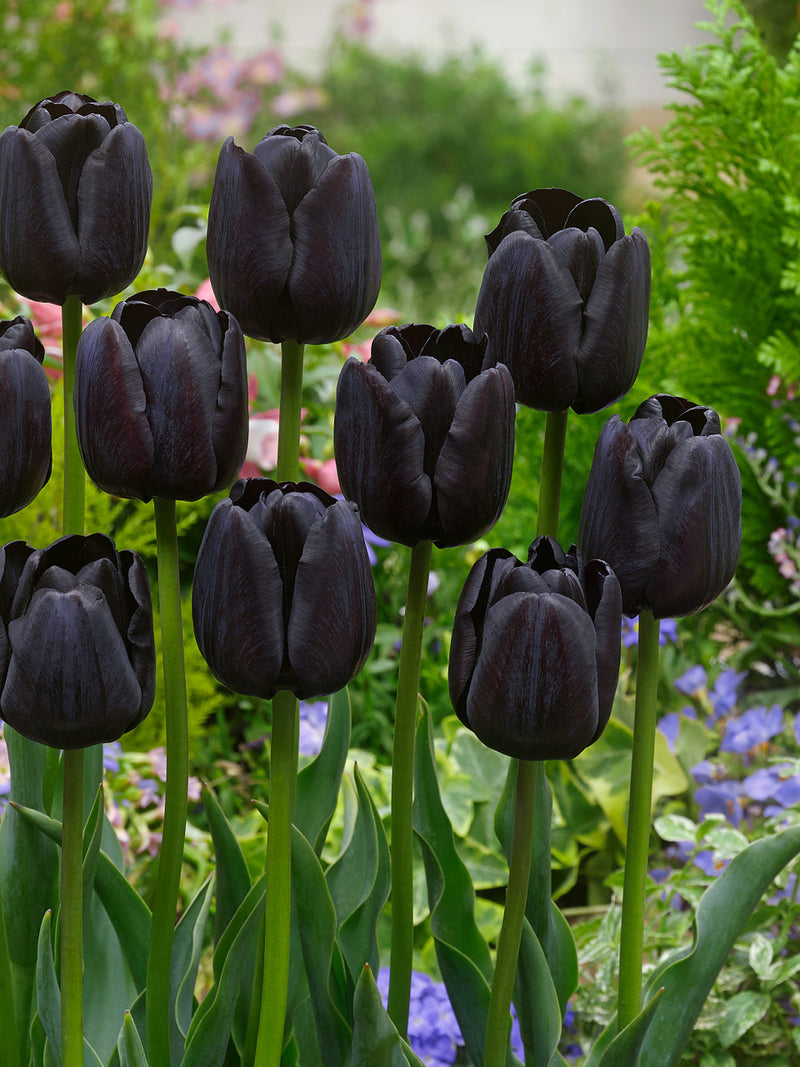 Tulip 'Paul Scherer' (10 Pack)