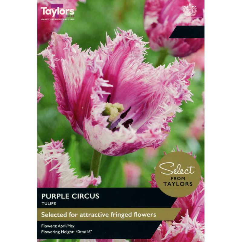 Tulip 'Purple Circus' (7 Bulbs Per Pack)