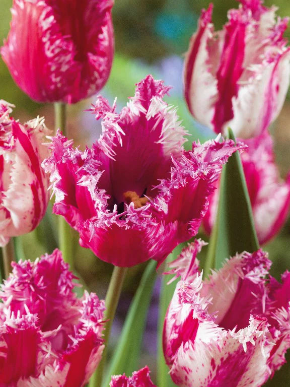 Tulip 'Purple Circus' (7 Bulbs Per Pack)
