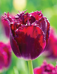 Tulip 'Purple Crystal' (5 Bulbs Per Pack)