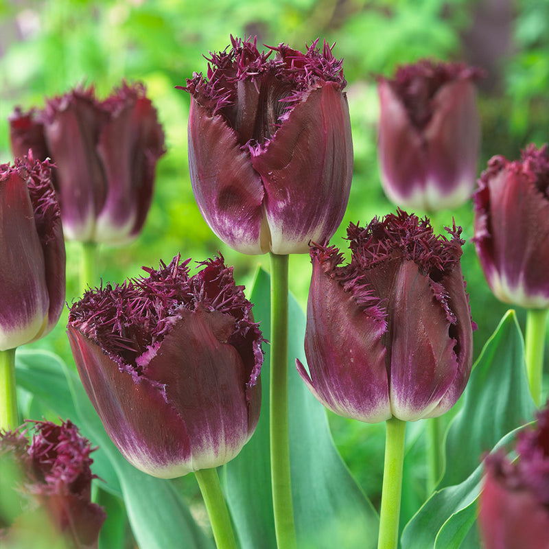 Tulip 'Purple Crystal' (5 Bulbs Per Pack)