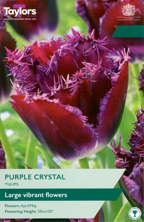 Tulip 'Purple Crystal' (5 Bulbs Per Pack)