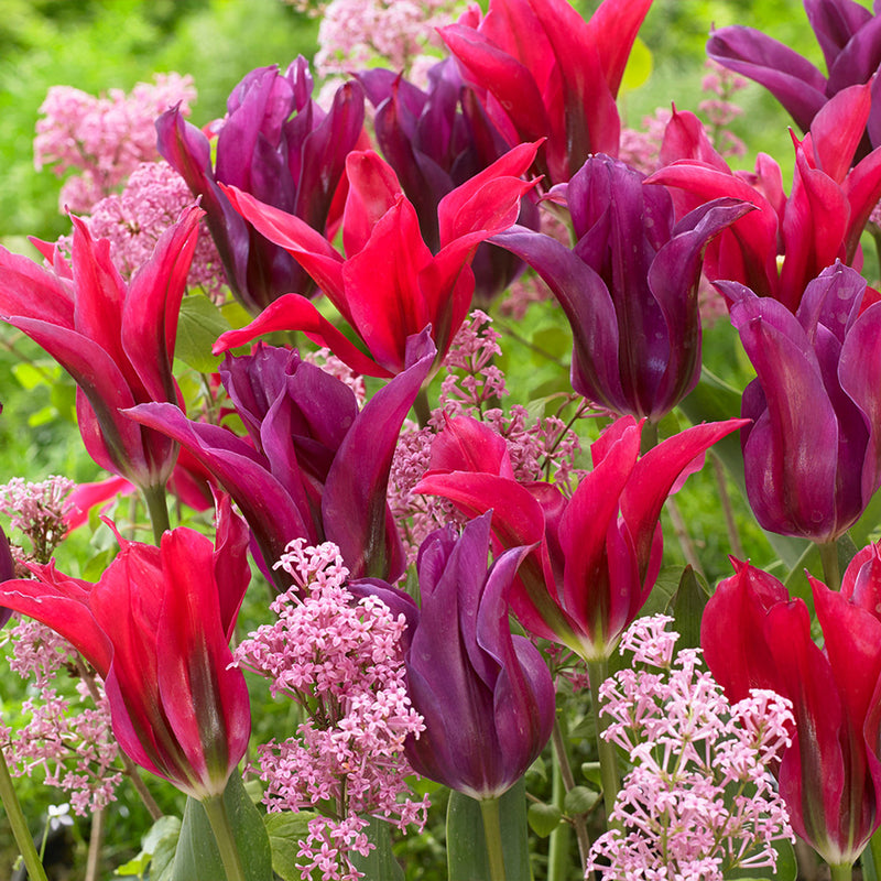 Tulip 'Purple Doll' (10 Pack)