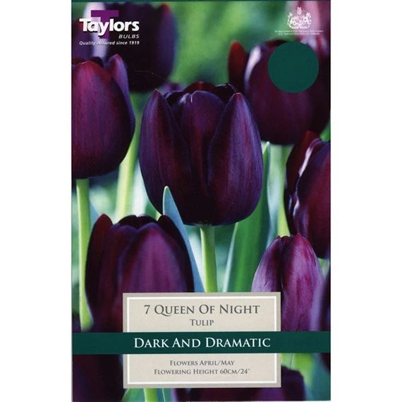 Tulip 'Queen Of Night'(7 Bulbs Per Pack)