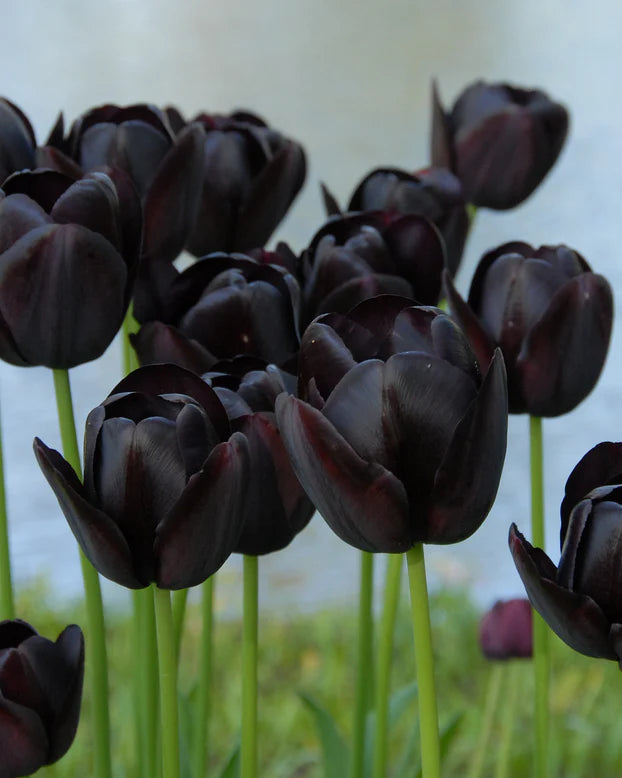 Tulip 'Queen Of Night'(7 Bulbs Per Pack)