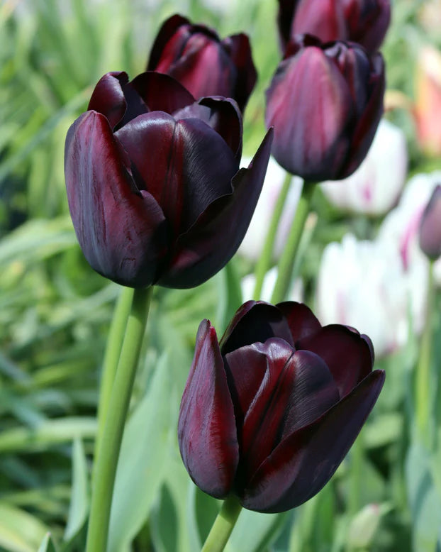 Tulip 'Queen Of Night'(7 Bulbs Per Pack)