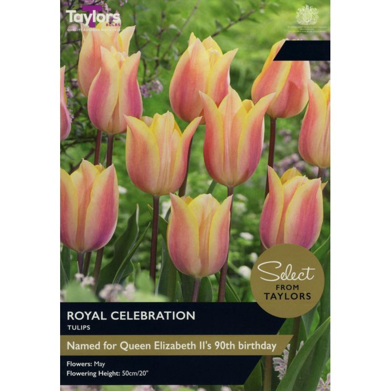 Tulip 'Royal Celebration' (7 Bulbs Per Pack)