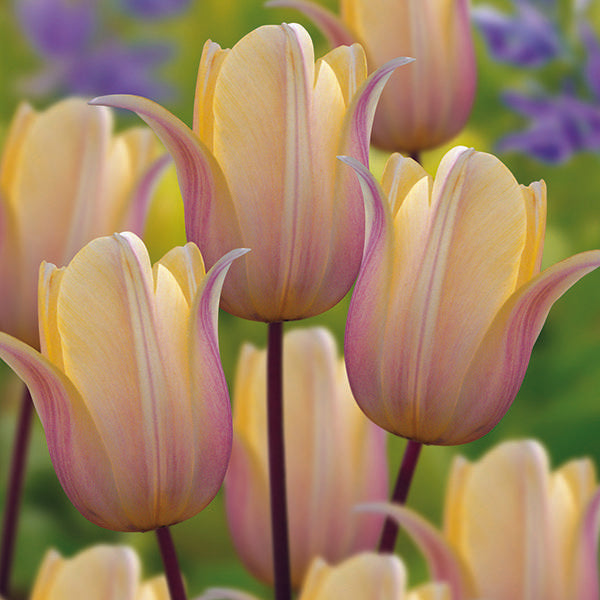 Tulip 'Royal Celebration' (7 Bulbs Per Pack)