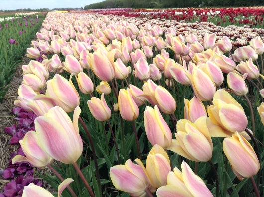 Tulip 'Royal Celebration' (7 Bulbs Per Pack)
