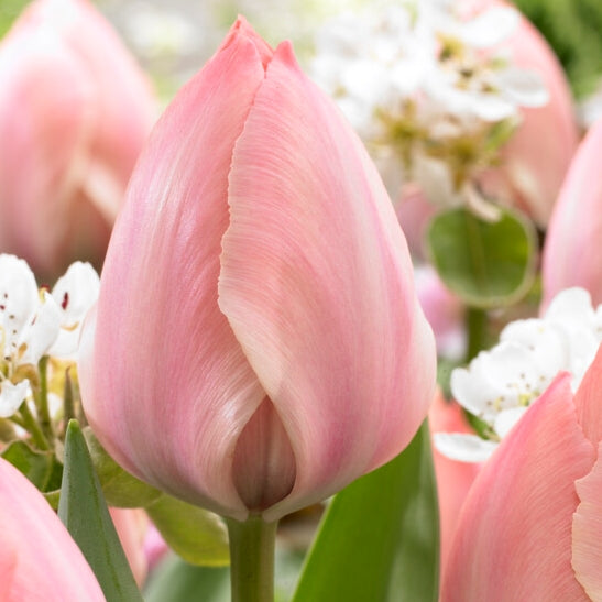 Tulip 'Salmon Van Eijk' (7 Bulbs Per Pack)