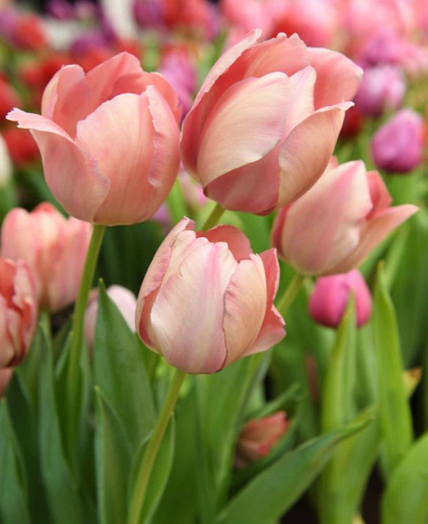 Tulip 'Salmon Van Eijk' (7 Bulbs Per Pack)