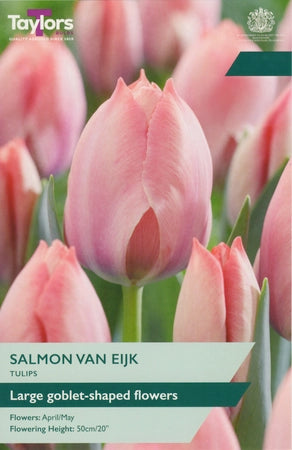 Tulip 'Salmon Van Eijk' (7 Bulbs Per Pack)