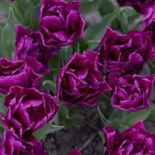 Tulip 'Showcase' (7 Bulbs Per Pack)