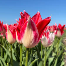 Tulip 'Strawberry Romanoff' (7 Bulbs Per Pack)