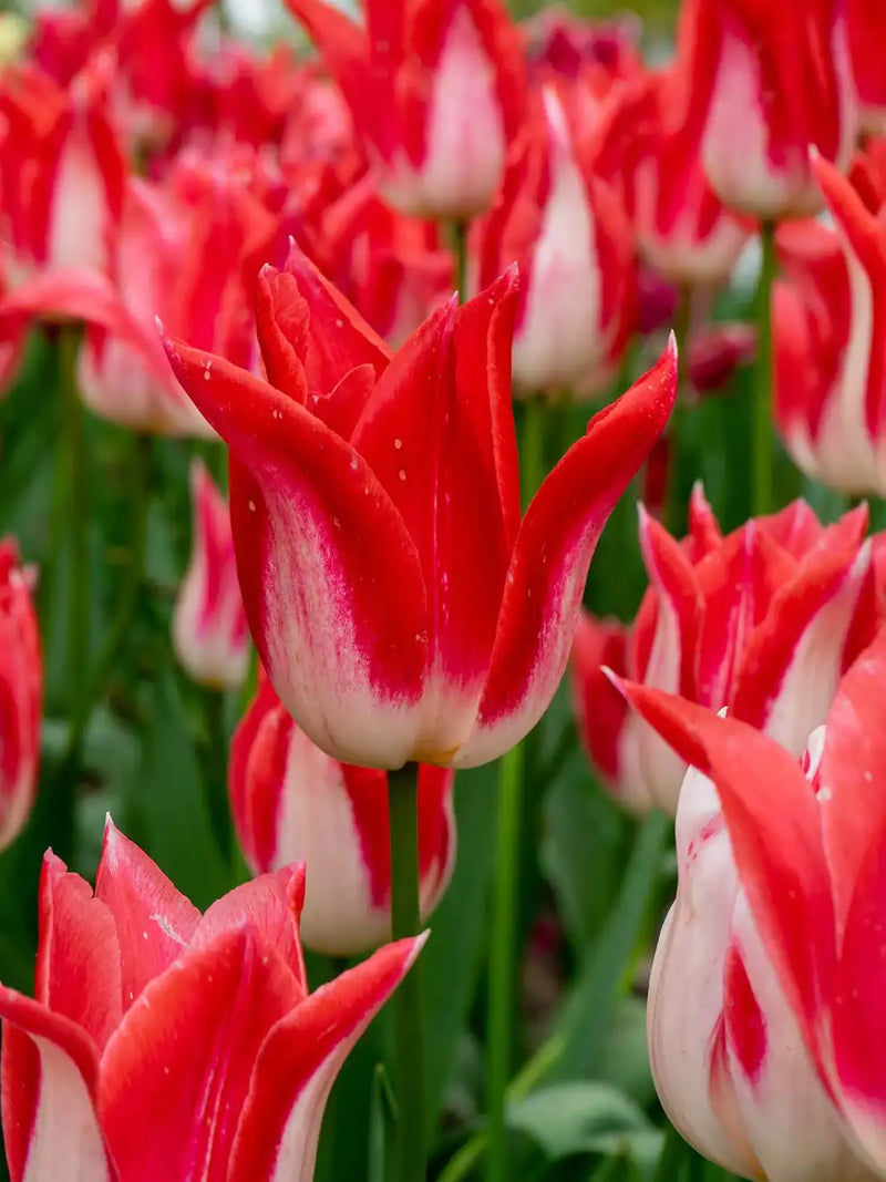 Tulip 'Strawberry Romanoff' (7 Bulbs Per Pack)