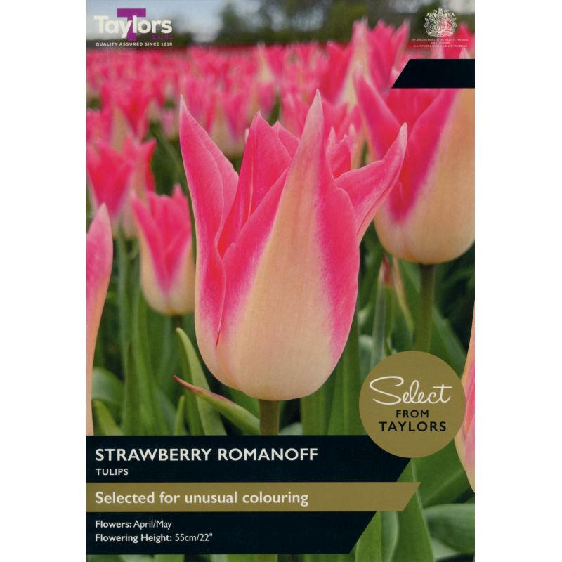 Tulip 'Strawberry Romanoff' (7 Bulbs Per Pack)
