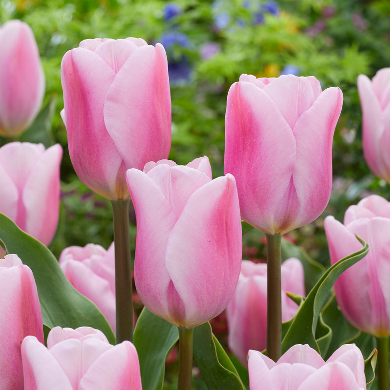 Tulip 'Synaeda Amor' (8 Pack)