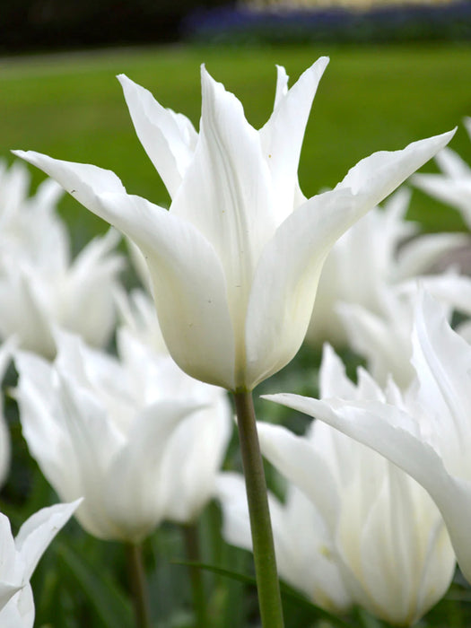 Tulip 'White Triumphator' (6 Pack)