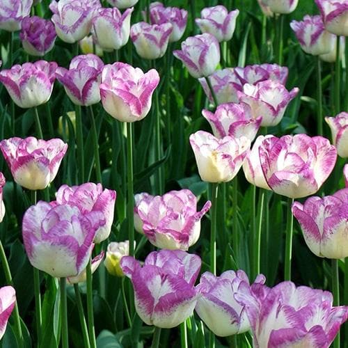 Tulip 'Shirley Double' (6 Pack)