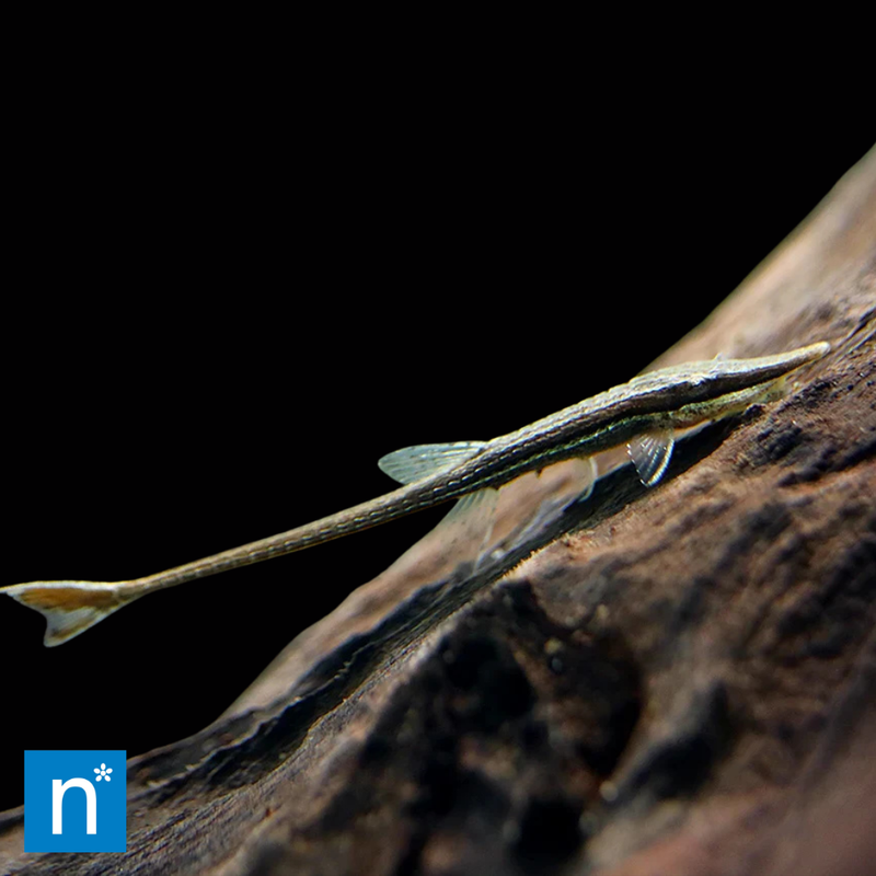 Twig Catfish | Farlowella acus (7–10cm)