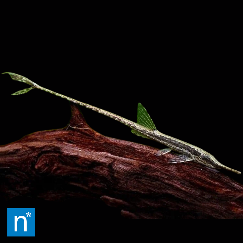 Twig Catfish | Farlowella acus (7–10cm)