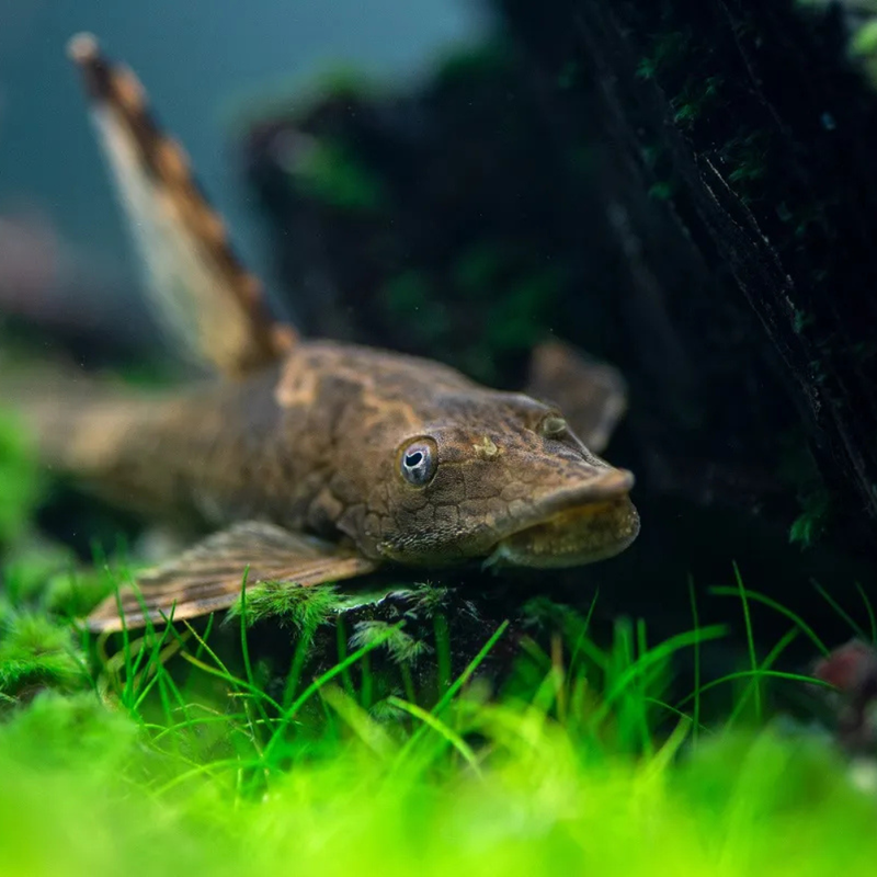 Twig Catfish | Farlowella acus (7–10cm)