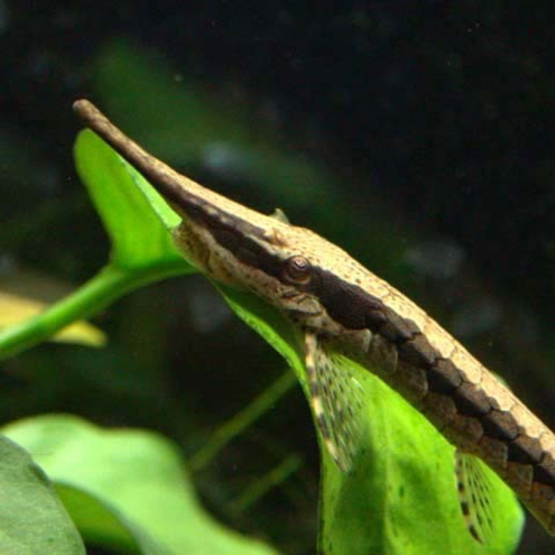 Twig Catfish | Farlowella acus (7–10cm)