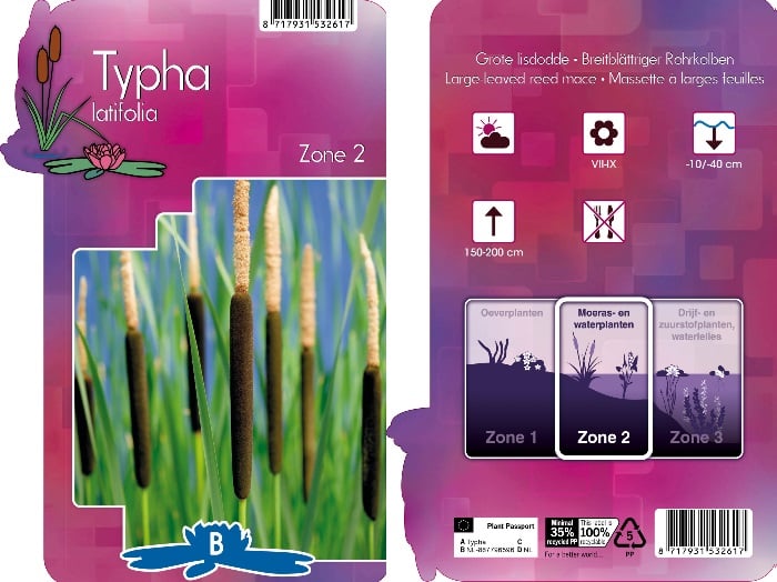 Typha latifolia | Bullrush / P9