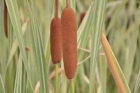 Typha latifolia 'Variegata' | Variegated Bullrush / P9