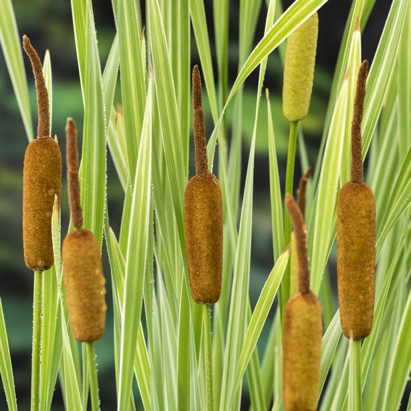 Typha latifolia 'Variegata' | Variegated Bullrush / P9