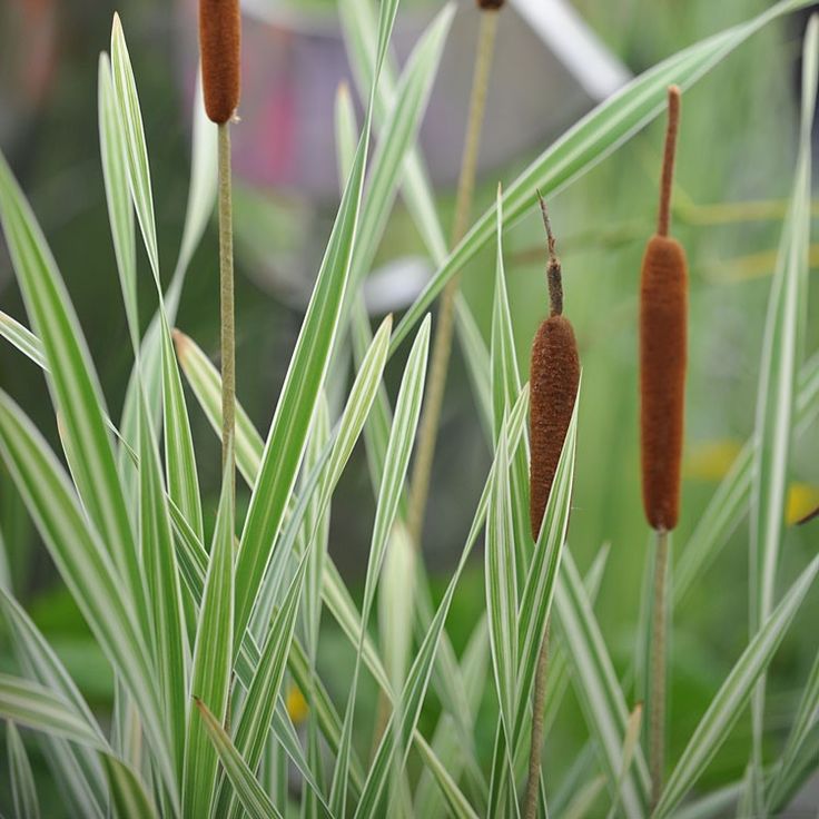 Typha latifolia 'Variegata' | Variegated Bullrush / P9