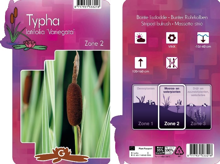 Typha latifolia 'Variegata' | Variegated Bullrush / P9